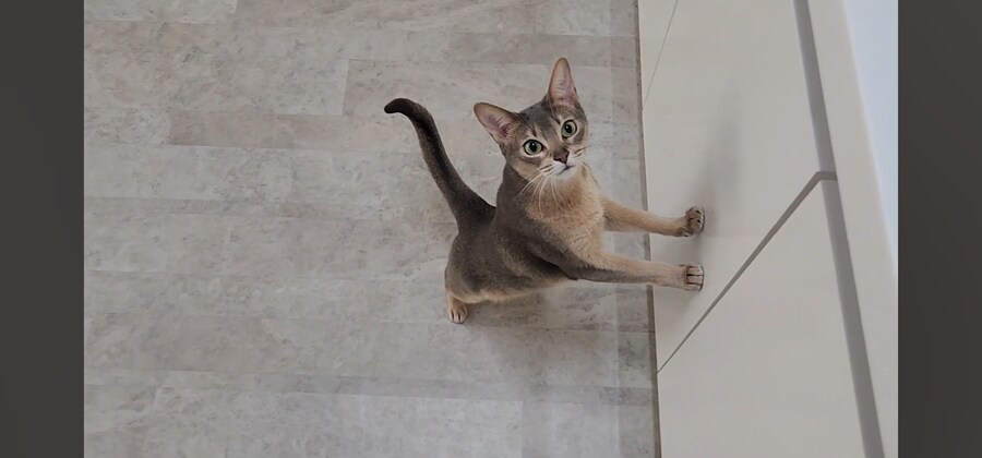 냥집사들 최고로 사악해지는 순간_6.jpg