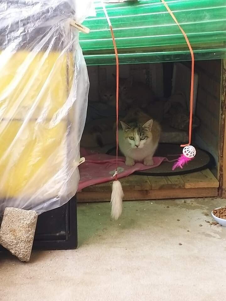 고양이가 괘씸한 어느 아저씨_3.jpg