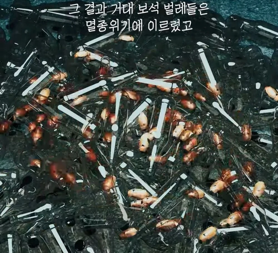 거대 보석 딱정벌레가 급감했던 이유_16.webp