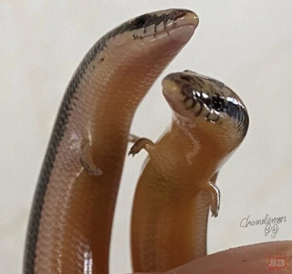 팔 달린 뱀 본적 있음? ㅋㅋㅋㅋ_3.png