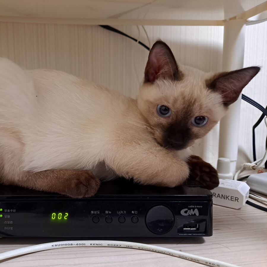 블랙세이버좌 저격하는 글 같은 것 볼 시간있으면 그냥_8.jpg