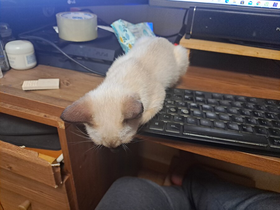 블랙세이버좌 저격하는 글 같은 것 볼 시간있으면 그냥_10.jpg