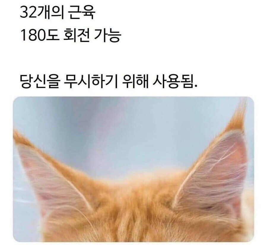 32개의 근육과 180도 회전 기능을 가진 고양이 귀의 용도.jpg_1.jpg