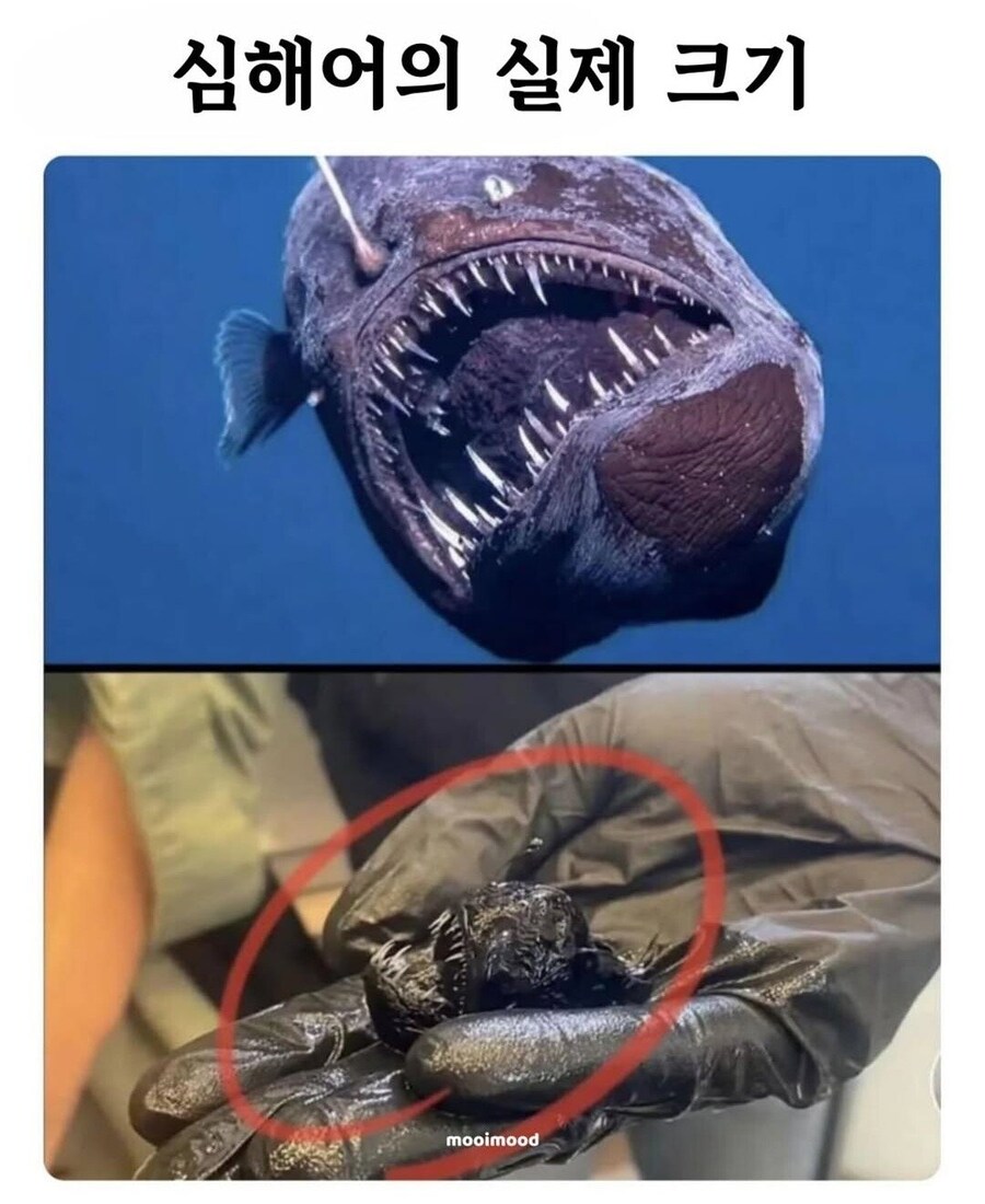 심해어의 실제 크기_1.jpg