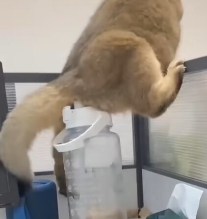 고양이 : 똥꼬 쑤욱~_1.png