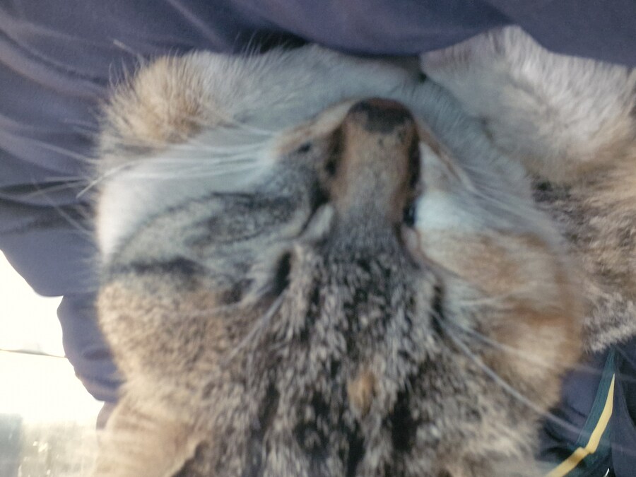 고앵이 잔다_1.jpg