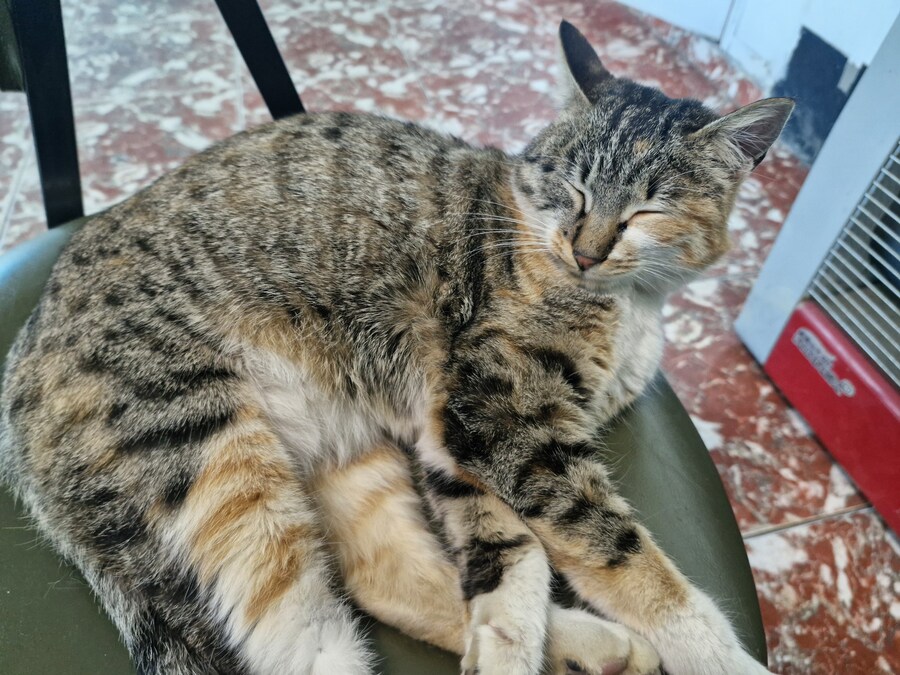 고앵이 잔다_5.jpg