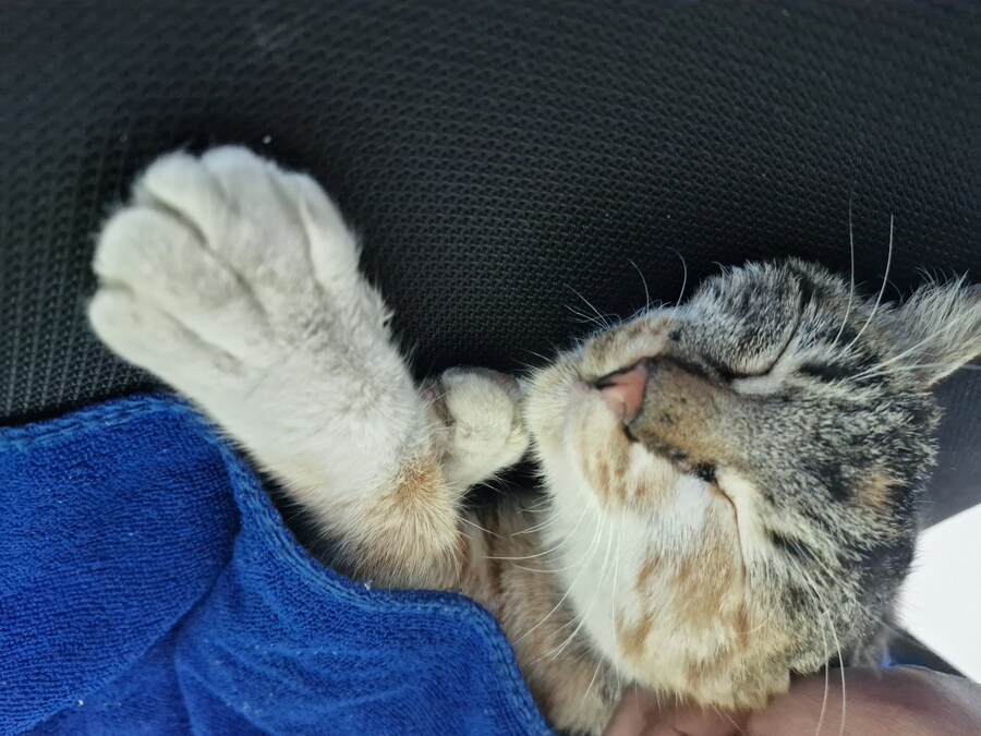 고앵이 잔다_10.jpg