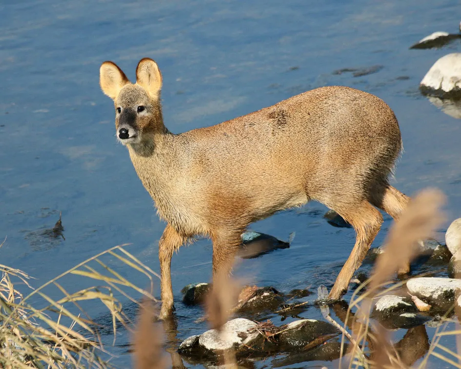 실질적으로 남한에서 현재 가장 위험한 야생동물.jpg_1.webp