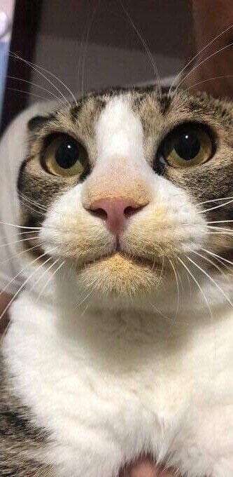 현행범으로 잡힌 인절미 도둑.jpg_2.jpg