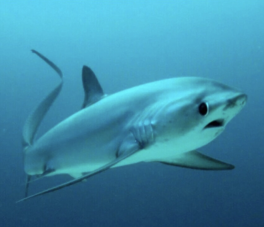 소아과 의사들이 비명지르는 비상 사태_2.jpg