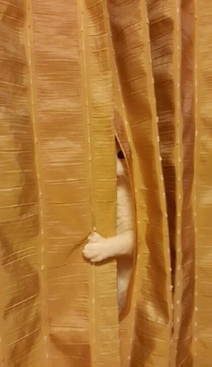 숨은 고양이들.jpg_1.jpg