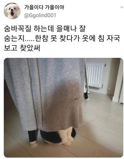 숨은 고양이들.jpg_4.jpg