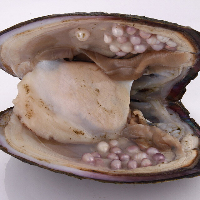 혐)진주조개 양식 수확_4.jpg