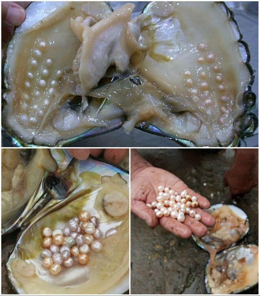 혐)진주조개 양식 수확_5.jpg