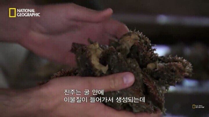 다큐)진주 만드는 방법_3.jpg