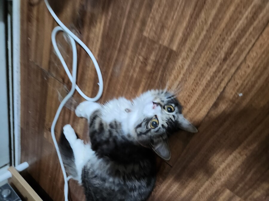 얘는 전기선 고치는데 보기만한다_2.jpg