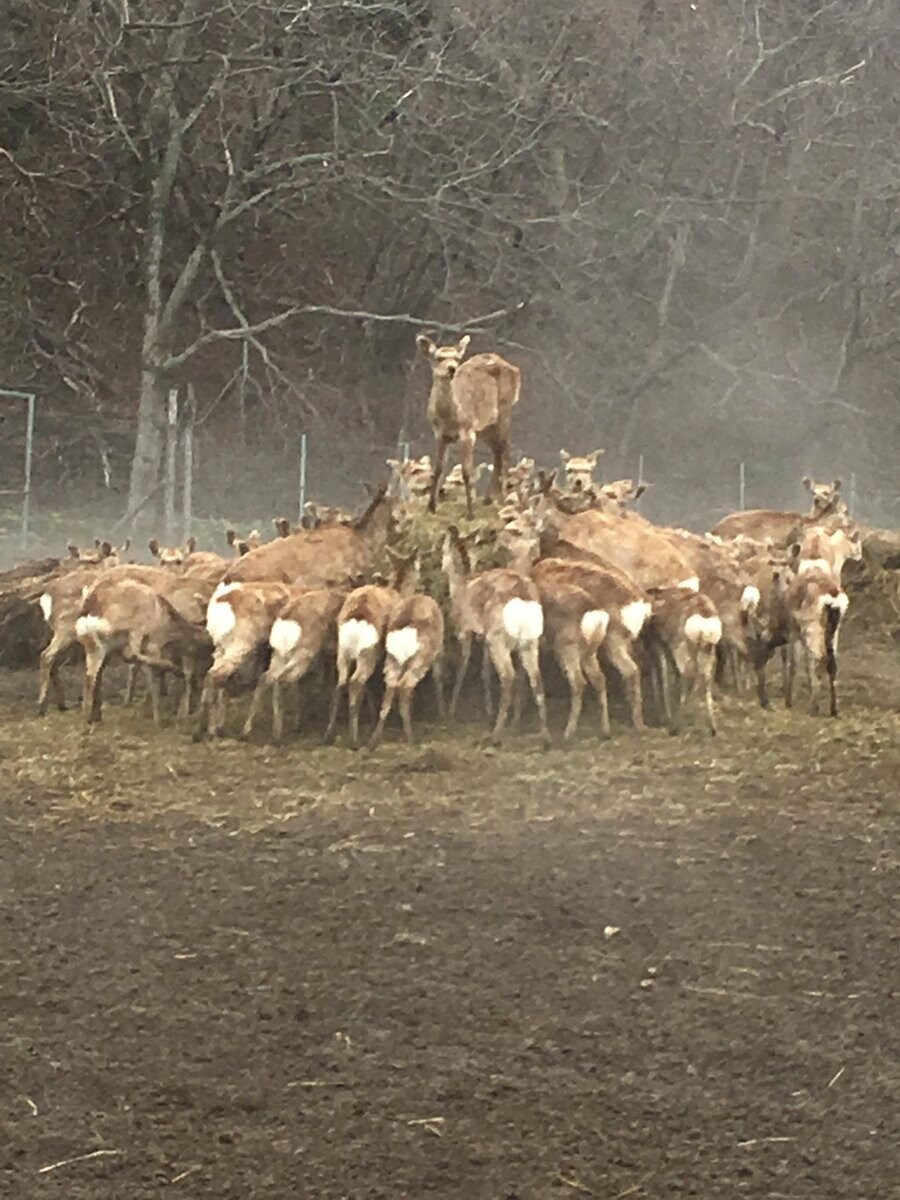 사슴 목장 분위기가 심상치 않다_1.jpg