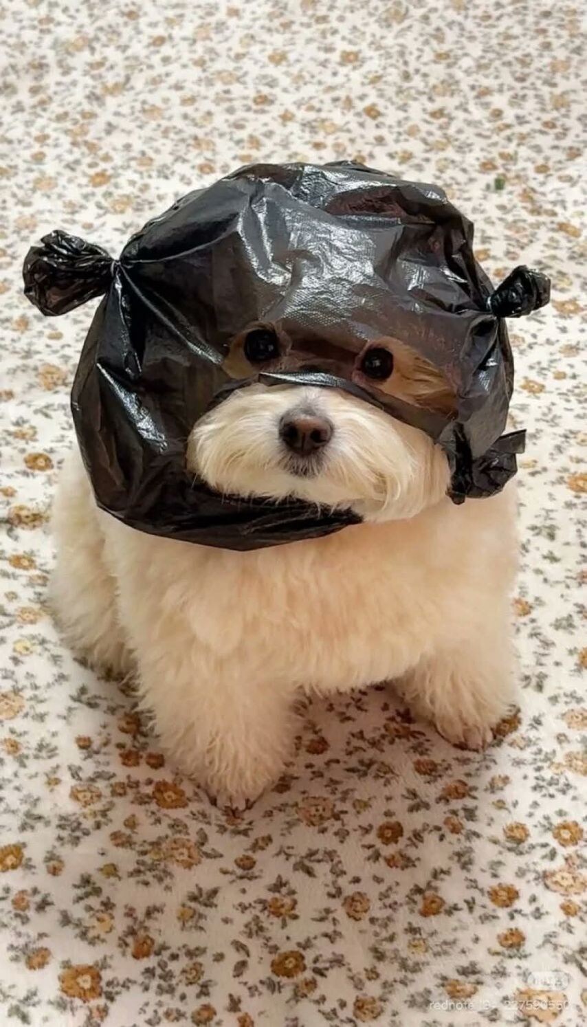 안녕하새오 강도애오_1.jpg