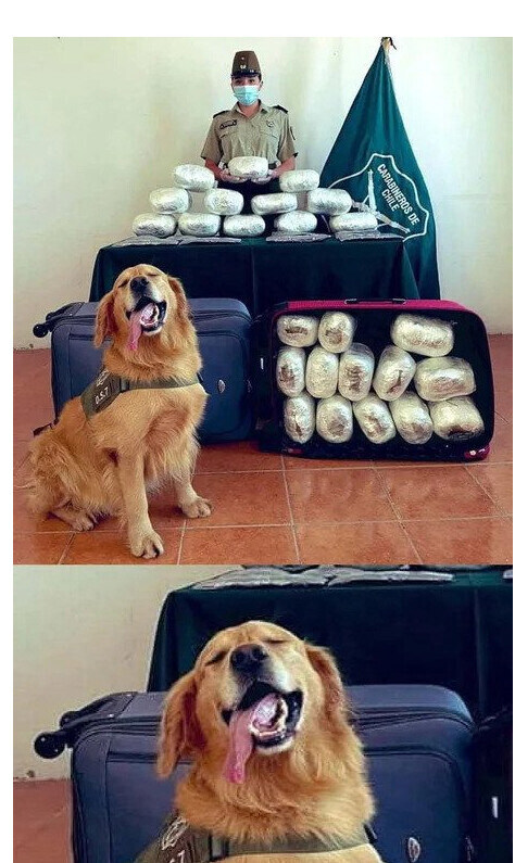 하얀색 가루를 찾고 행복해진 강아지_1.jpg