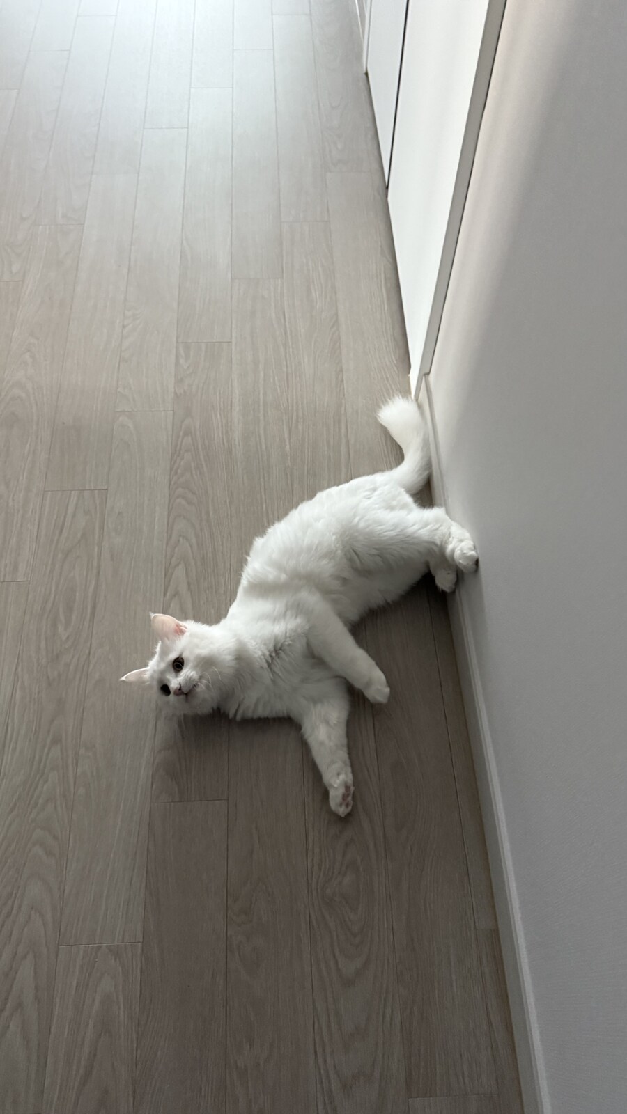 우리집 고양이는 강아지같아.._2.jpg