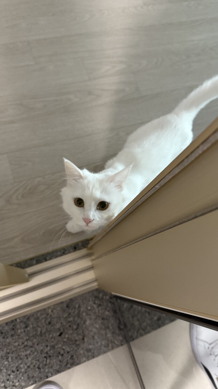 우리집 고양이는 강아지같아.._3.jpg