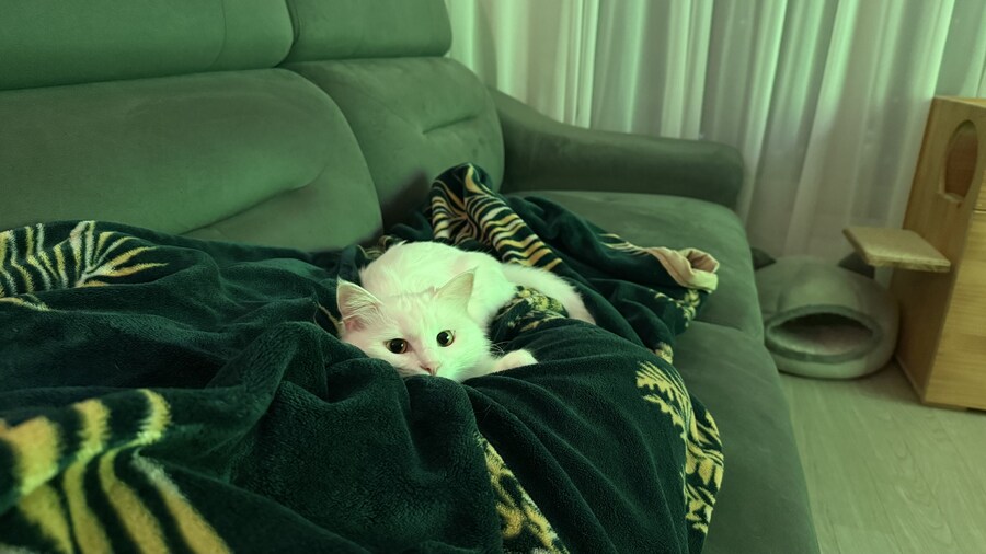 우리집 고양이는 강아지같아.._7.jpg