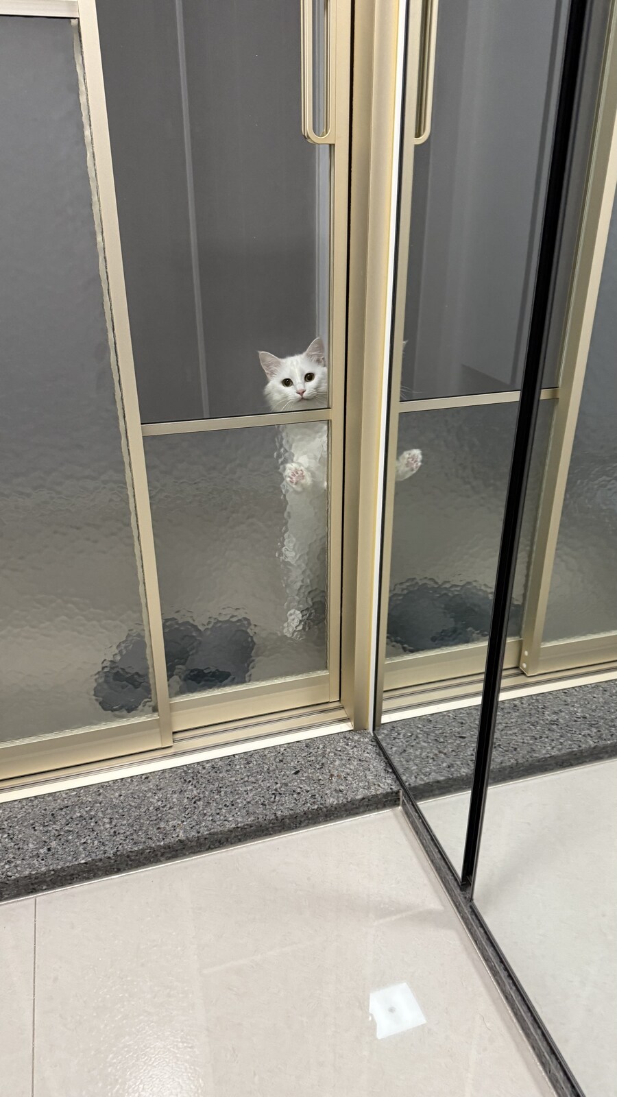 우리집 고양이는 강아지같아.._4.jpg