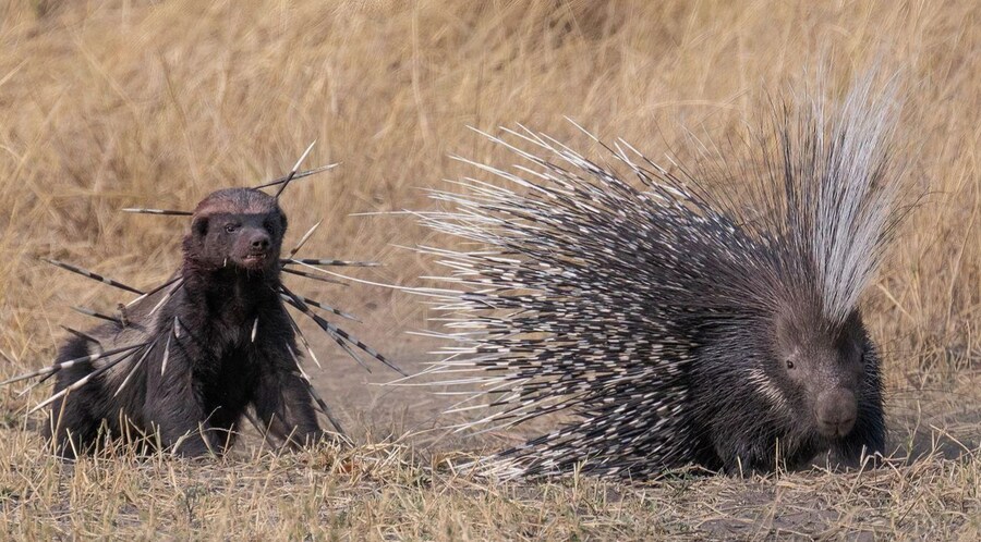 의외로 백수의왕 사자를 굉장히 많이 죽이는 동물_1.jpg