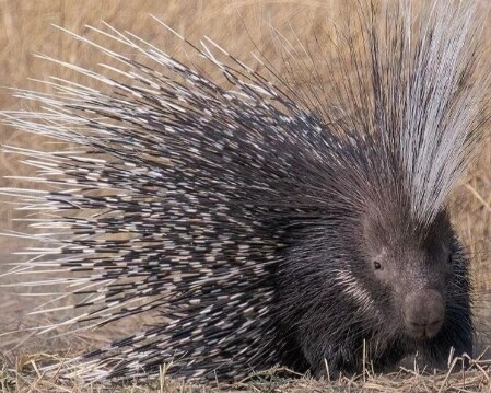 의외로 백수의왕 사자를 굉장히 많이 죽이는 동물_2.jpg