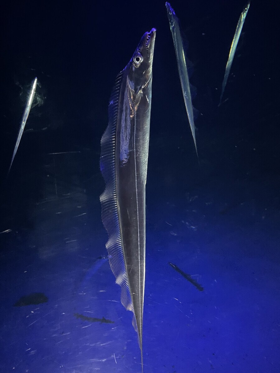 의외로 많은 사람들이 모르는 갈치의 비밀_1.png