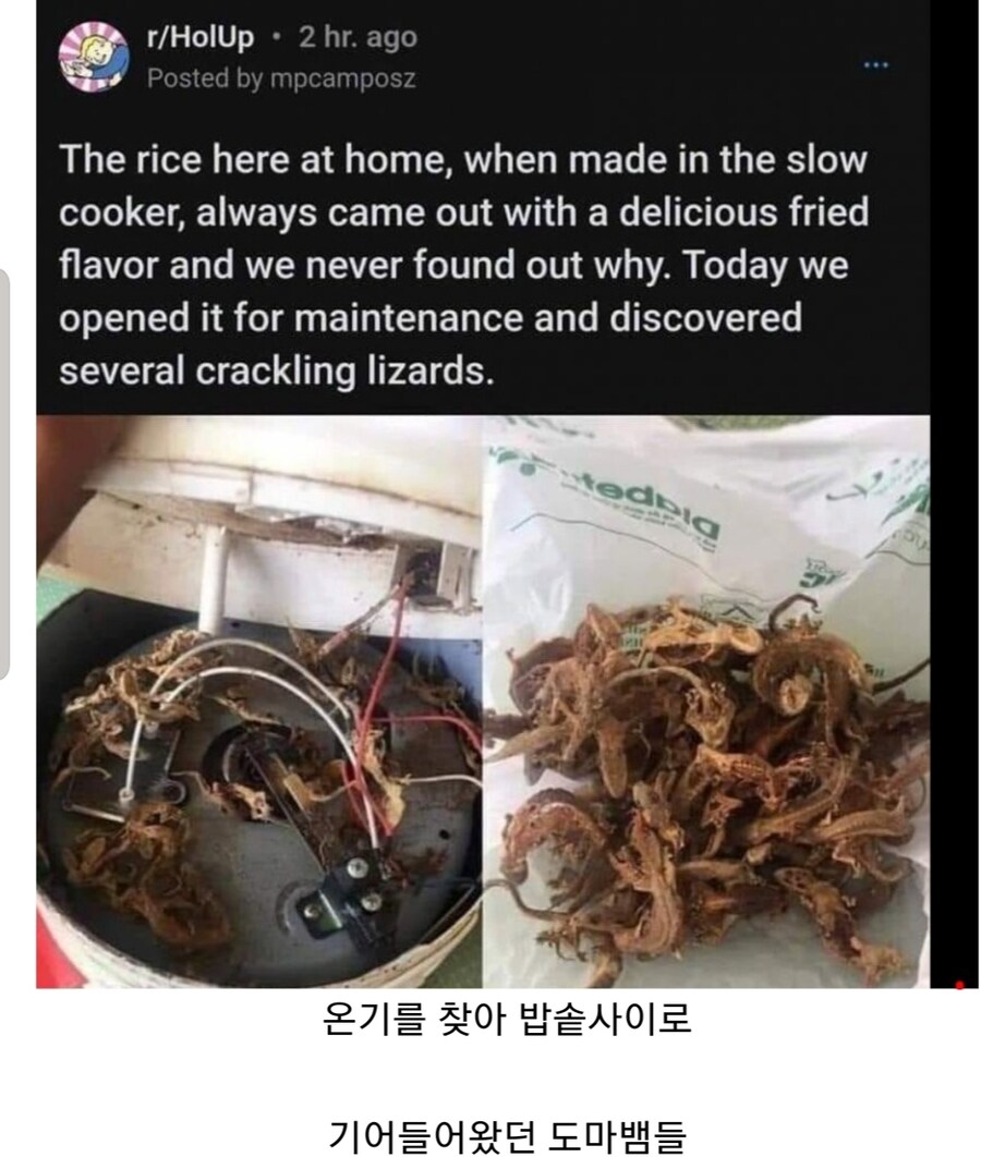 압력밥솥에서 만든 밥이 항상 튀김맛이 났던 이유_1.jpg