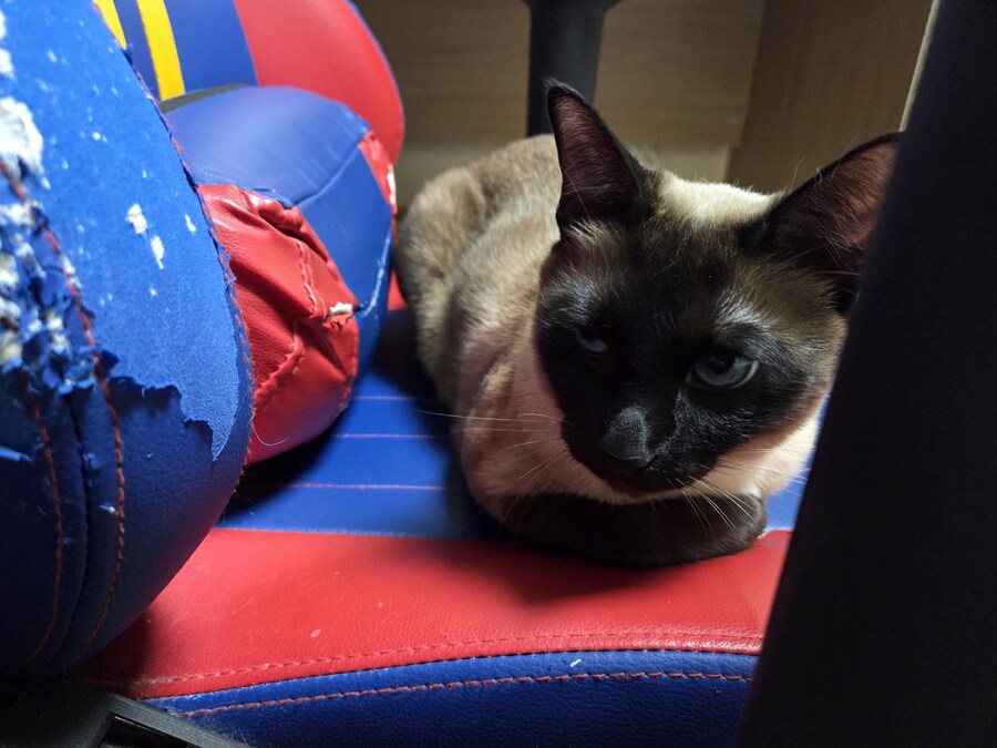 집사는 그저 컴퓨터 게임이 하고 싶다...._2.jpg