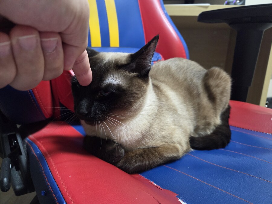 집사는 그저 컴퓨터 게임이 하고 싶다...._7.jpg