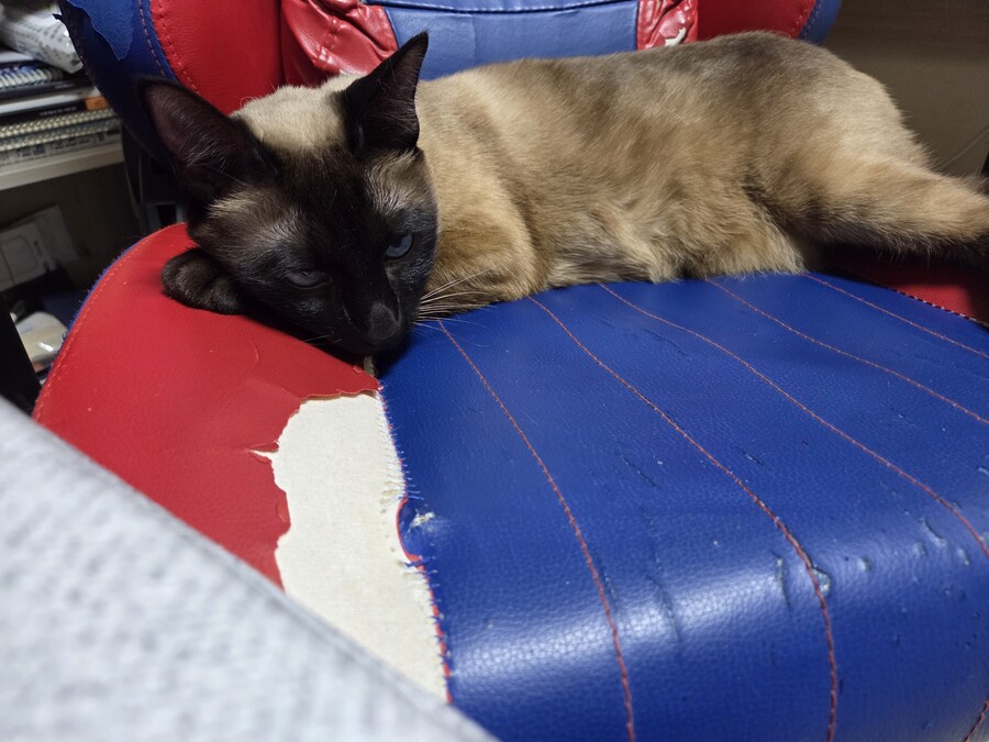 집사는 그저 컴퓨터 게임이 하고 싶다...._11.jpg