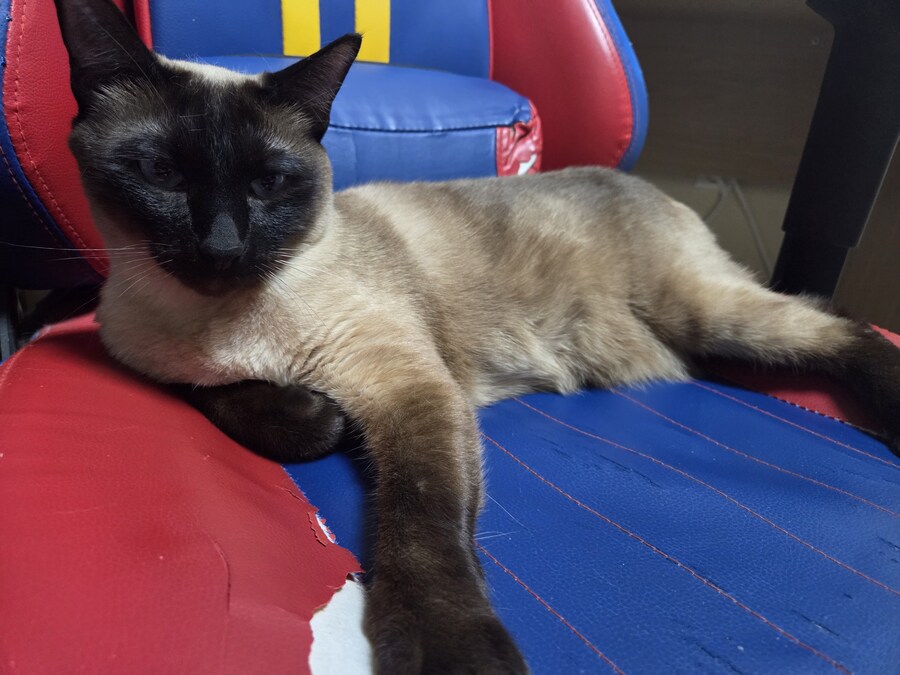 집사는 그저 컴퓨터 게임이 하고 싶다...._12.jpg