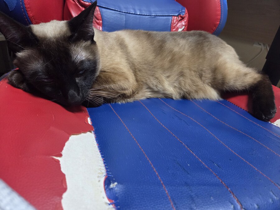 집사는 그저 컴퓨터 게임이 하고 싶다...._14.jpg