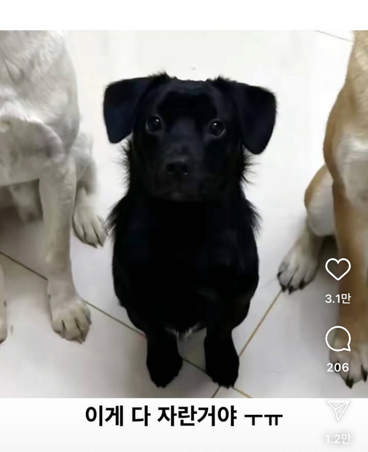 가운데 강아지가 젤 커질 줄 알았어_3.jpg