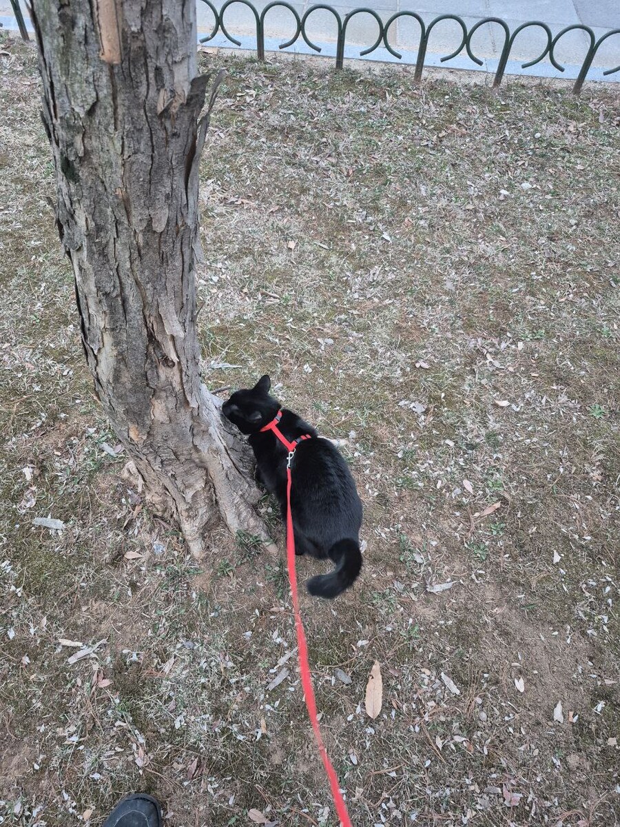 인기없는 검은 고양이 근황_1.jpg