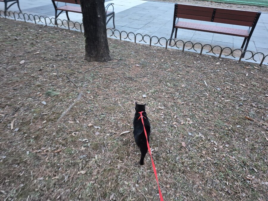 인기없는 검은 고양이 근황_6.jpg