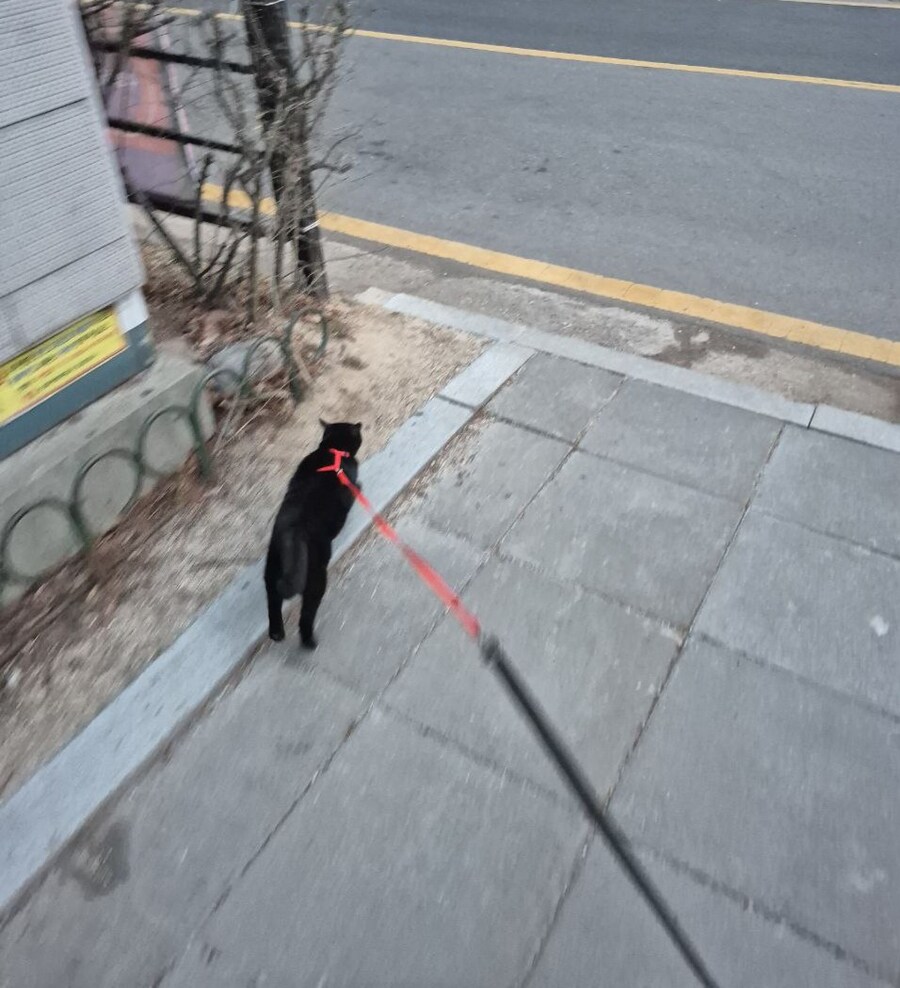 인기없는 검은 고양이 근황_9.jpg
