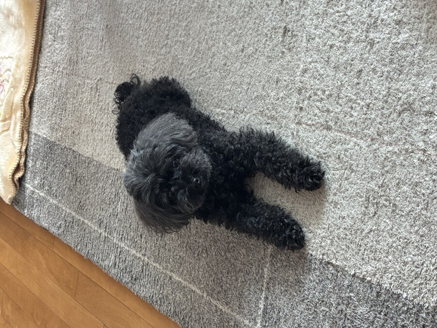 코리아 스핑크스 볼래?.jpg_1.jpg