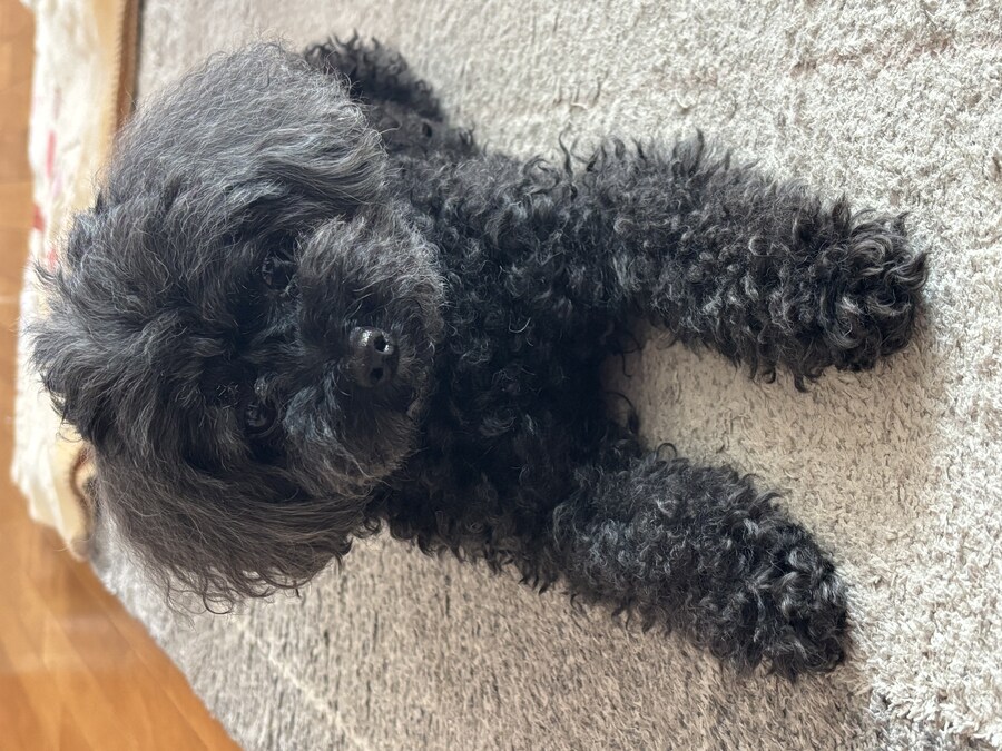 코리아 스핑크스 볼래?.jpg_3.jpg