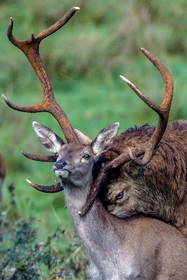약혐, 스압) 상상력을 자극하는 짤들_31.jpg