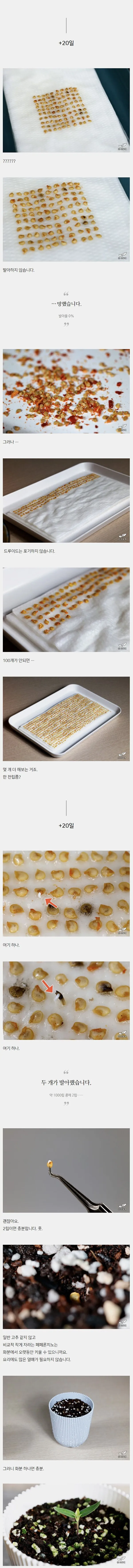 서양 고추 종자를 국내에 밀반입 하는 방법_2.webp