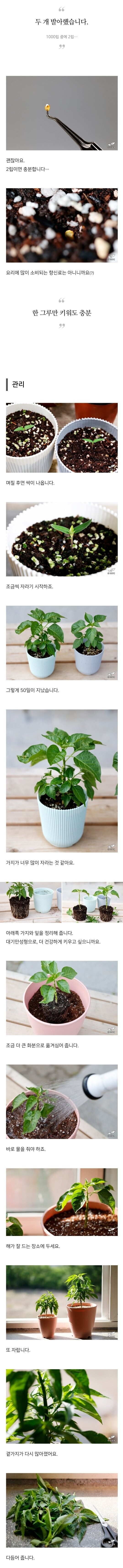 서양 고추 종자를 국내에 밀반입 하는 방법_3.jpg