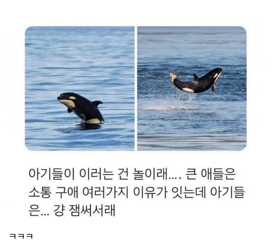 아기 범고래가 점프 하는 충격적인 이유_1.jpg