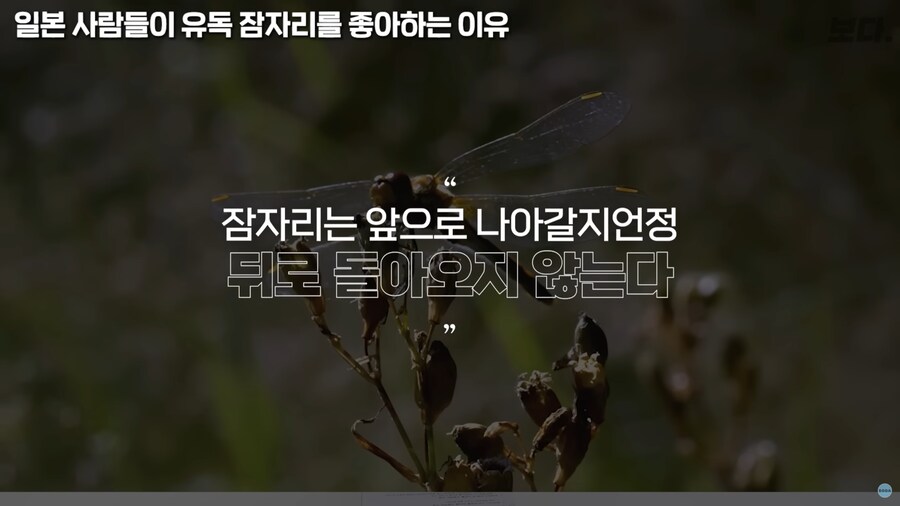 일본이 유독 잠자리를 좋아하는 이유_8.png