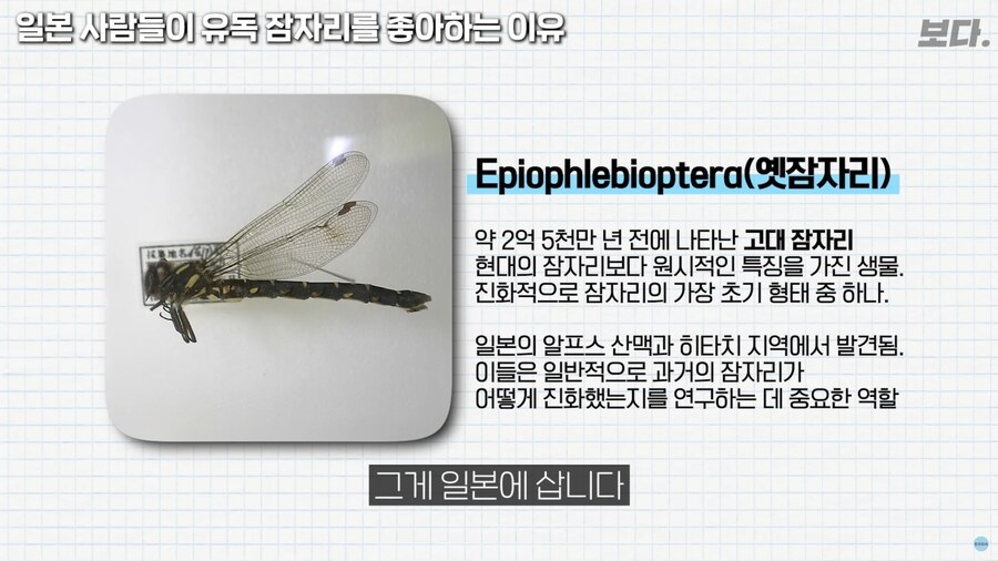 일본이 유독 잠자리를 좋아하는 이유_11.png