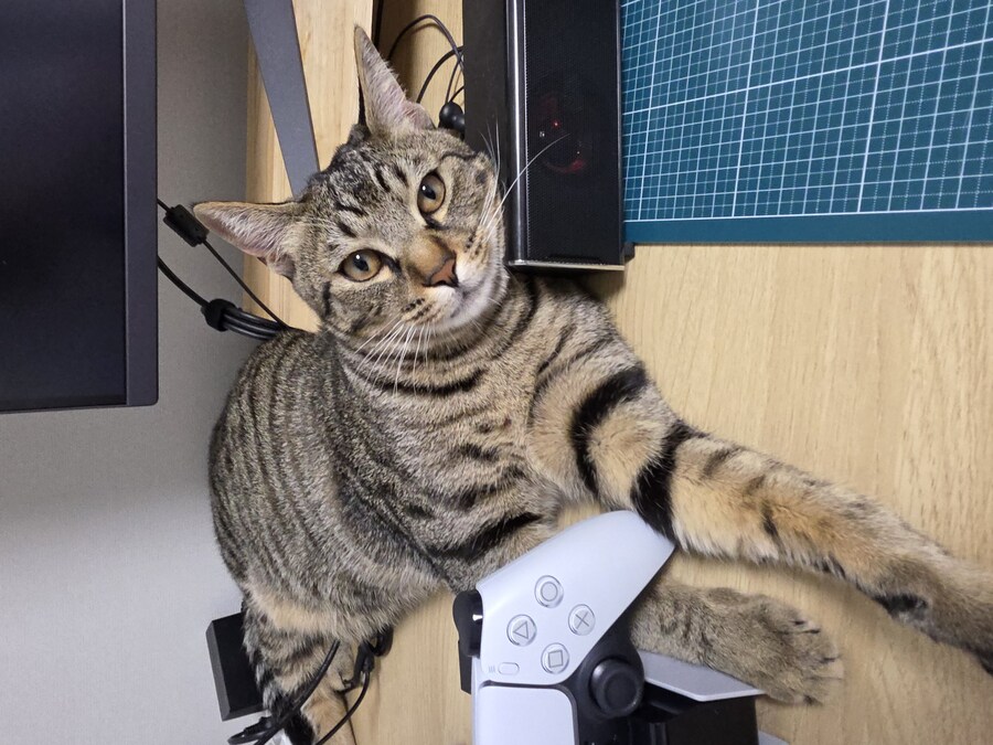 우리 집 고양이 자랑하고 싶어서..._2.jpg